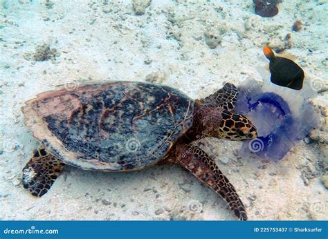 Sea Turtle Eating Jellyfish In Indian Ocean Stock Image Image Of Reptile Photographed