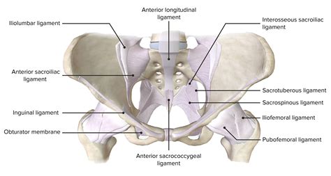 Pelvis Anatomy Labeled Diagram Concise Medical Knowledge