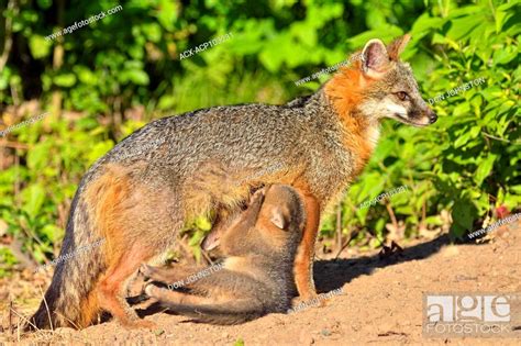 Grey Fox Urocyon Cinereoargenteus Mother Interacting With Kit