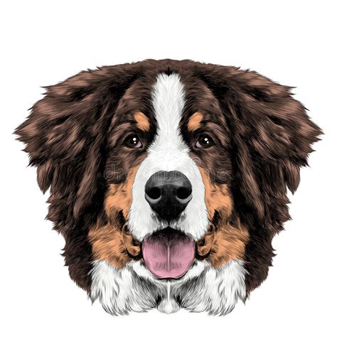 Bernese Mountain Dog Face Stock Illustration Illustration