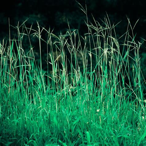 How To Get Rid Of Bermuda Grass Bermuda Grass Backyard Grass