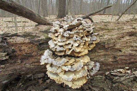 Spring In Northern Illinois Mushroom Hunting And
