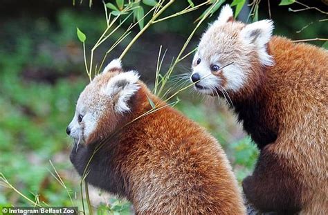 Missing Red Panda Amber Found A Mile Away From Belfast Zoo Daily Mail