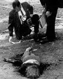 The zodiac killer was a serial killer active in california in the late 1960s and early 1970s. The Murder Of Cheri Jo Bates