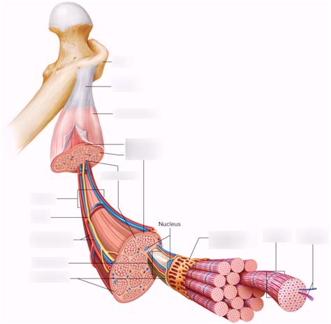 Structure Of A Skeletal Muscle Diagram Quizlet