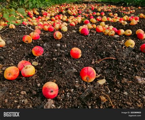 Apples On Ground Ripe Image And Photo Free Trial Bigstock