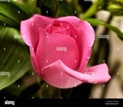 Pink Rose Side View Close Up Macro Stock Photo Alamy