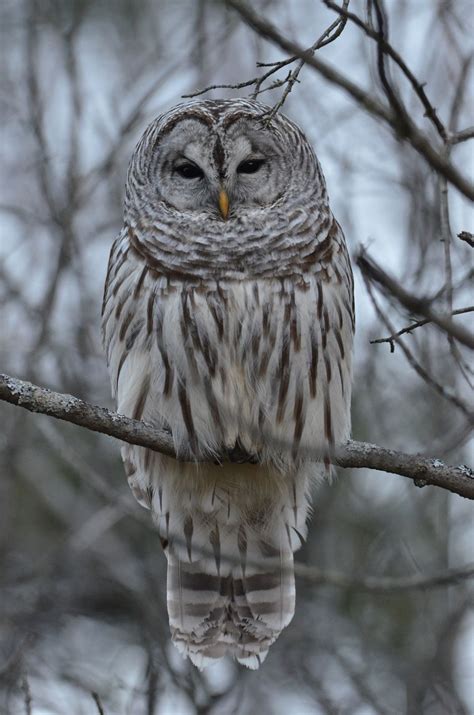 This Sleepy Barred Owl Did Not Mind The Attention And Let Me Walk Right