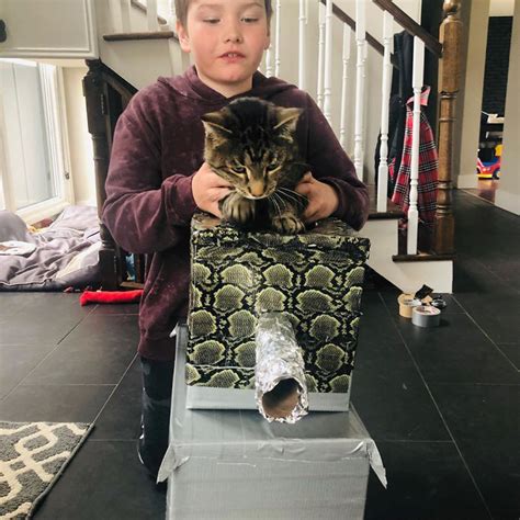 Cute Cats Have Extremely Creative Humans Who Built Cardboard Tanks For Them