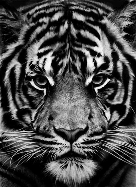 Close Up Black White Tiger S Face