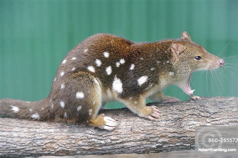 Spotted Tailed Quoll On A Branch Stock Photo