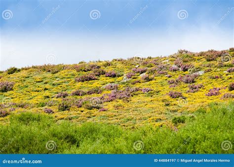 Fields Of Heather Stock Image Image Of Blooms Beauty 44884197