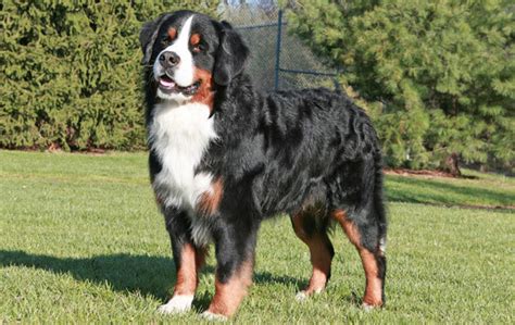 Bernese Mountain Dog Breed Information Facts And Pictures