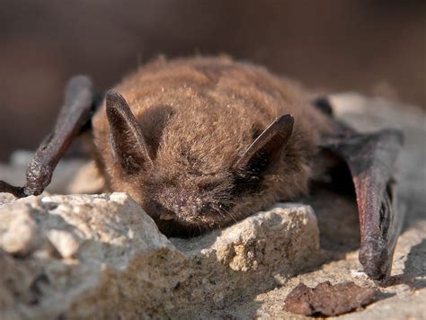 Interesting Facts About The Little Brown Bat Bat Removal In