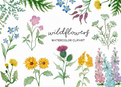 Wildflower Clipart Botanical Hand Drawn Watercolor Floral Png Etsy