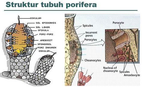 16 Struktur Tubuh Porifera