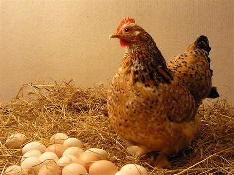 Backyard Chickens 5 Best Breeds For Egg Layers