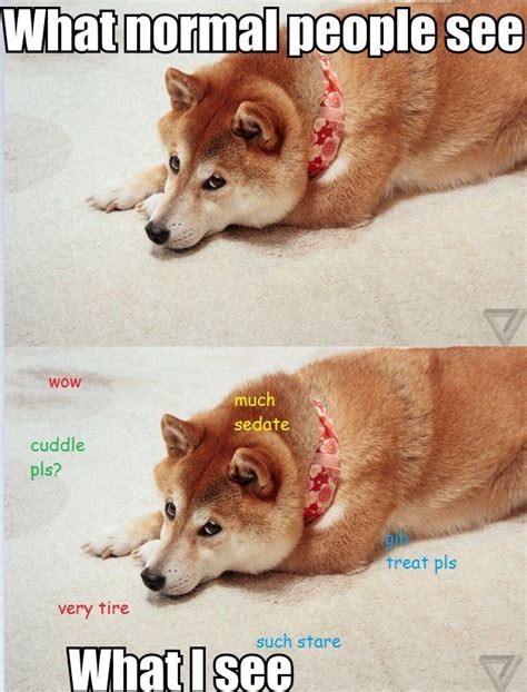 51 Best Images About Doge On Pinterest The Shining Know