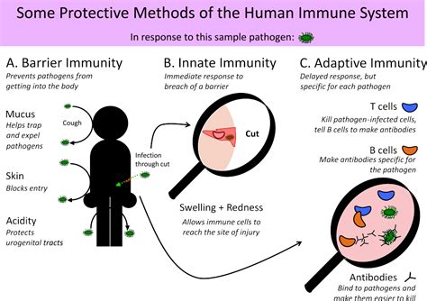 Cut Immune Response Diagram