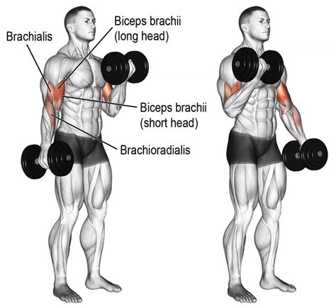 Comment Effectuer Le Curl Haltères Biceps Weightlifting Dumbbell Bicep