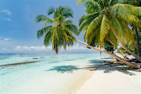30k Maldives Beach Pictures Download Free Images On Unsplash