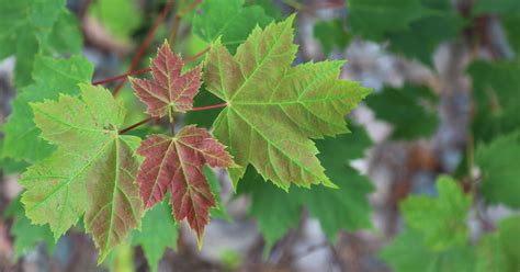 Red Maple Acer Rubrum