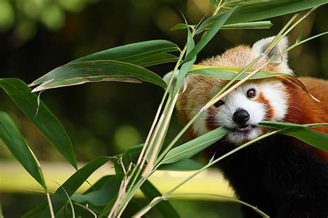 Red Panda Facts Worldatlas