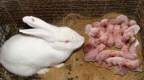 Wonderful Rabbit Giving Birth To 18 Baby At Home Baby Bunnies So Cute