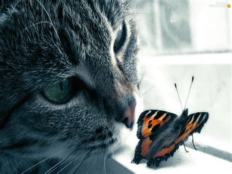 Cat And Butterfly Wallpaper Wallpapersafari