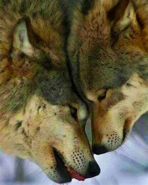 Wolf Couple Animals Paint By Numbers Paint By Numbers