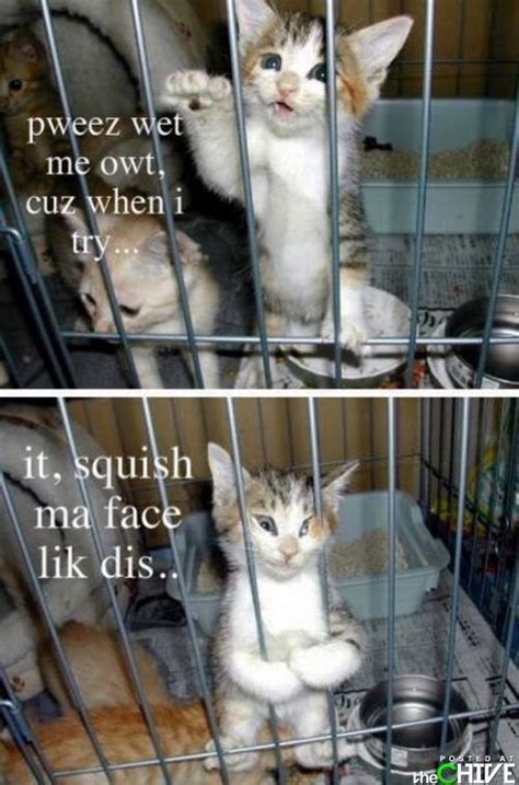 30 Funny Cat Pictures With Captions Fallinpets