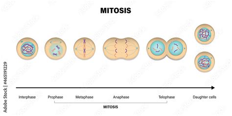 Mitosis Phases Prophase Metaphase Anaphase And Telophase Stock