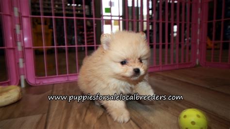 Puppies For Sale Local Breeders Happy Pomeranian Puppies For Sale