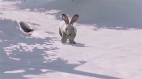 Funny Bunny Im The Snow Youtube