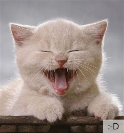  LewatGambar: 22 Emoticon Lucu Berdasarkan Ekspresi Kucing ...