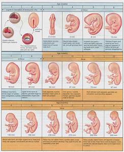 Pin On Embryo Adoption