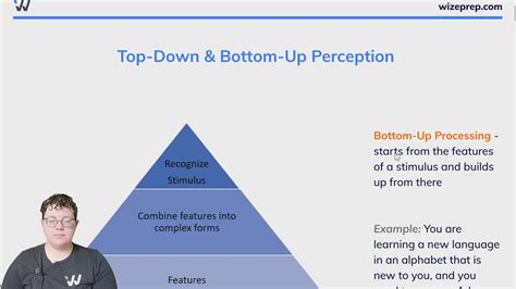Top Down And Bottom Up Perception Wize University Psychology Textbook