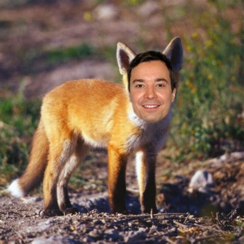Jimmy Fallon Fox Big Animals Deciduous Forest Animals Fox