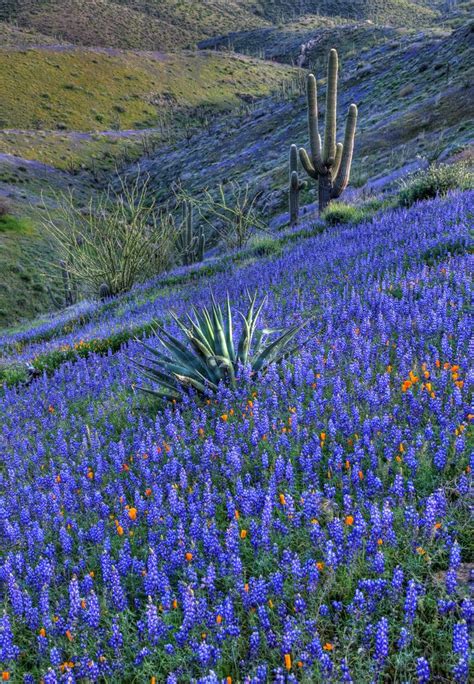 Arizona Desert Spring Flowers Arizona Wildflower Forecast Heres Why