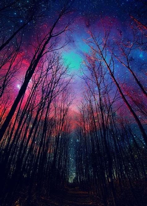 Trippy Forest Pics