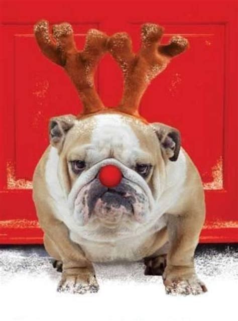 Grumpy Dog On Christmas Funny Faxo