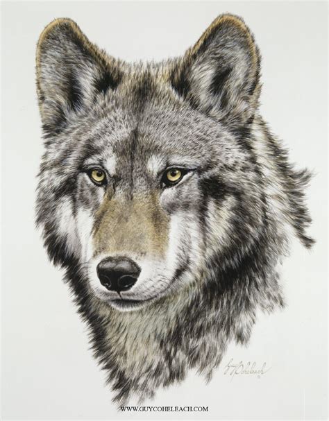Wild Canine Paintings Wolf Head Timber Canine Kandk