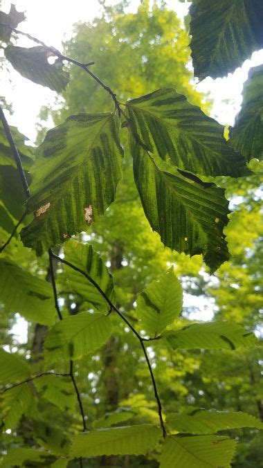 DEC Tracking New Threat To Beech Trees