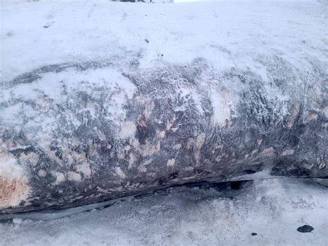 Nunavut Hunters Find Another Beached Bowhead Whale Carcass Nunatsiaq News