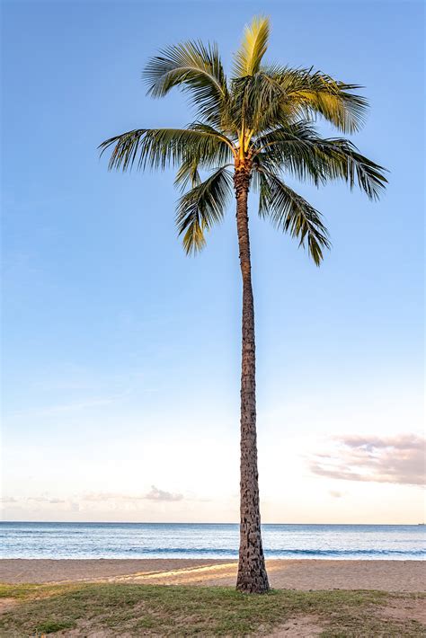 A Single Perfect Palm Tree On A Tropical Island Hawaii Vacation