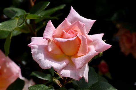 Free Picture Elegant Flower Garden Pinkish Roses Flower Nature