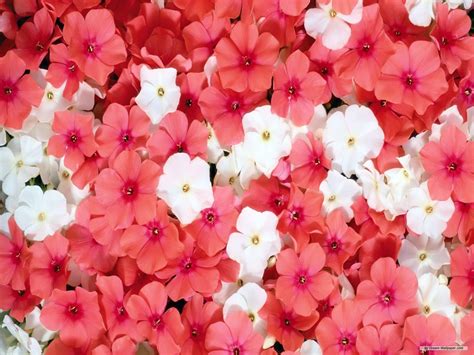 Download and share awesome cool background hd mobile phone wallpapers. beautiful flowers | BeautyFul Flowers: beautiful flowers ...