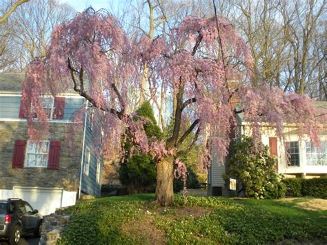 Build a flower tower project guide. Flowering Pink Willow | This pink willow tree sits between ...