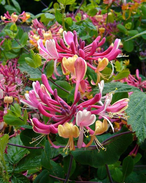Lonicera caprifolium helps you put memories of the past into proper perspective if you are feeling homesick or overly nostalgic.? Secrets of the Bach Flower Remedy Plants #17 Honeysuckle ...
