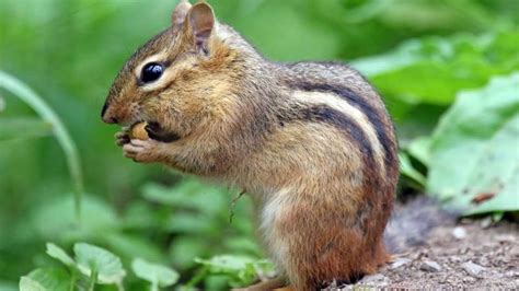 3 Most Reliable Ways To Identify Chipmunk Droppings